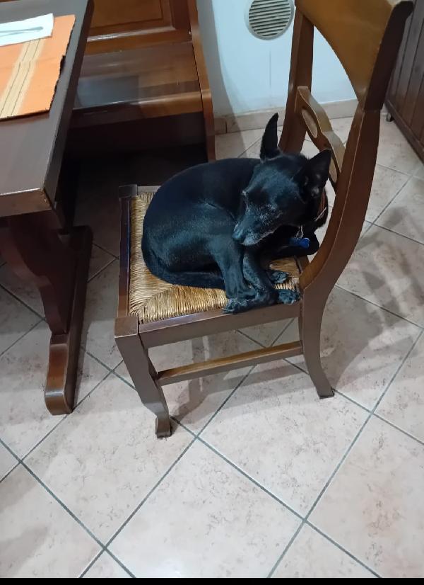 🐾 Bart cerca la sua seconda possibilità! 🐾 Foto 5
